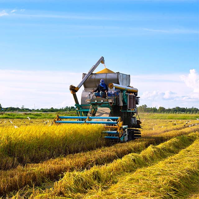 We cultivate our rice right here, in Emilia Romagna.