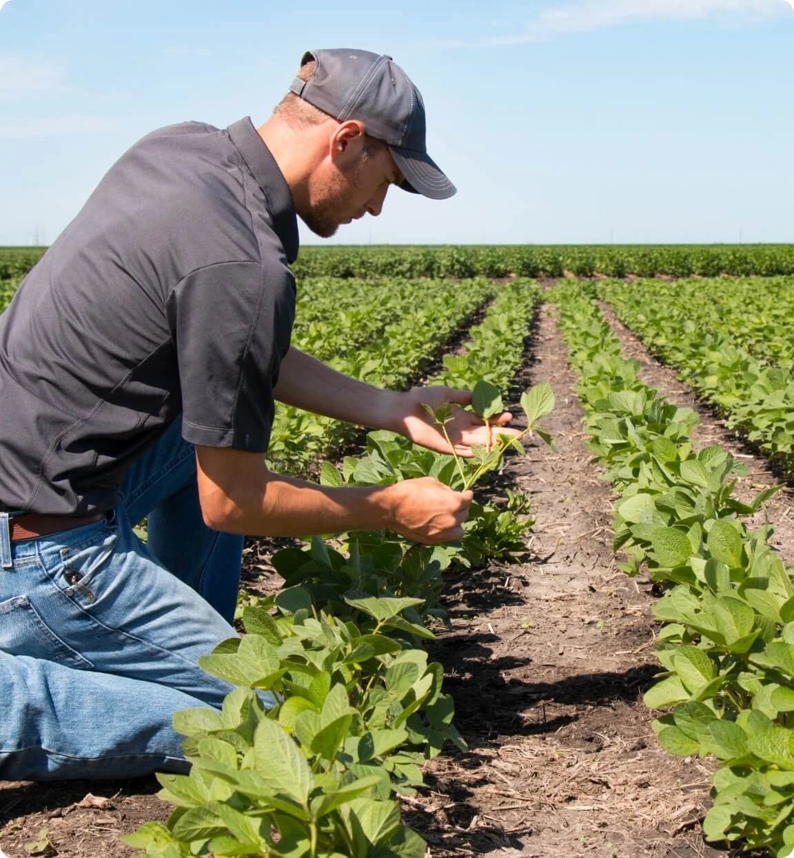 http://Agricultor%20inspeccionando%20plantas%20de%20soya%20en%20un%20campo%20de%20cultivo,%20representando%20el%20origen%20natural%20de%20los%20ingredientes%20utilizados%20en%20las%20bebidas%20vegetales%20OraSì.